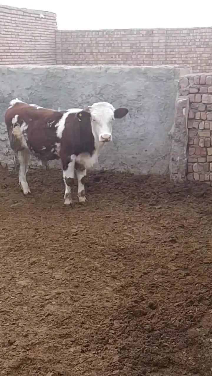 گوساله نر|حیوانات مزرعه|قزوین, |دیوار
