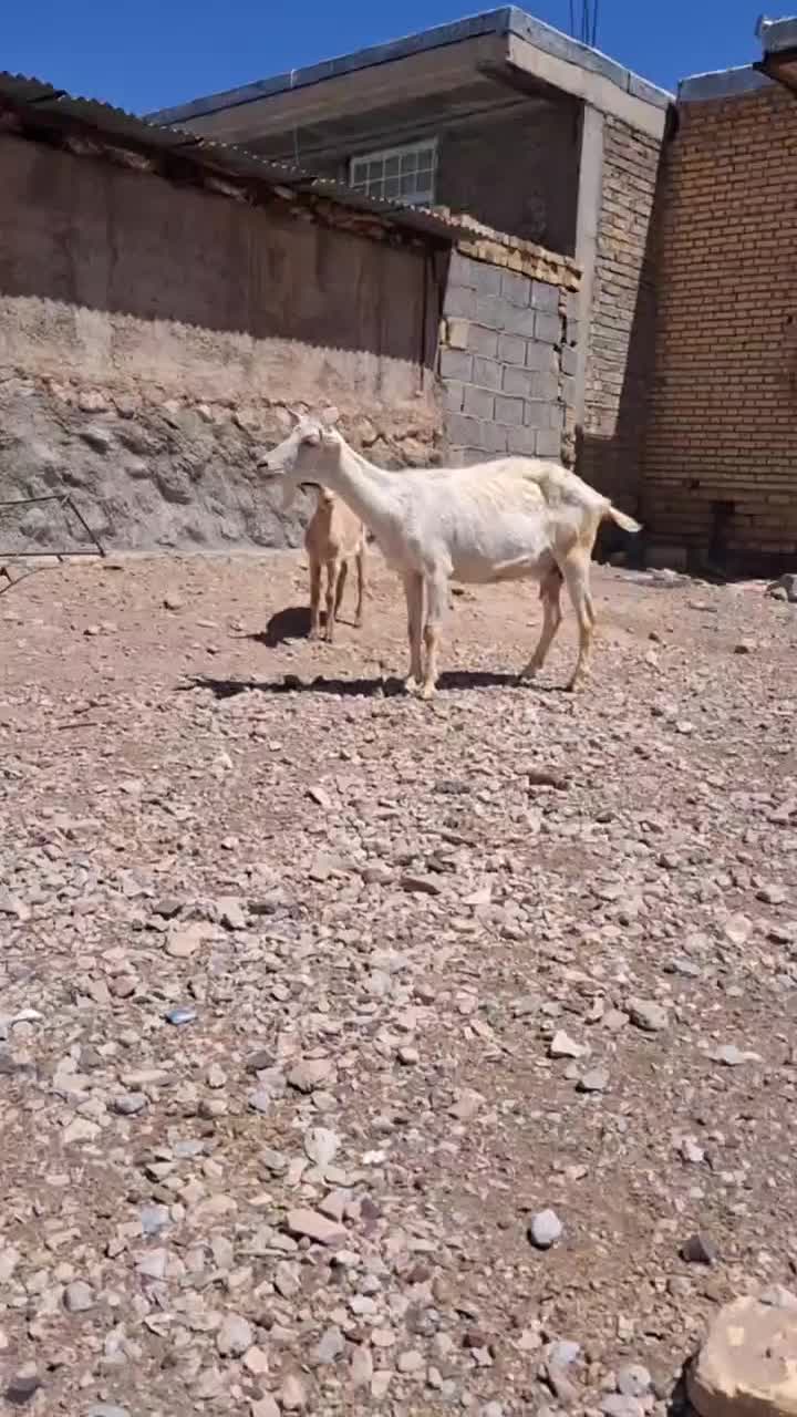 سانن|حیوانات مزرعه|ارسنجان, |دیوار