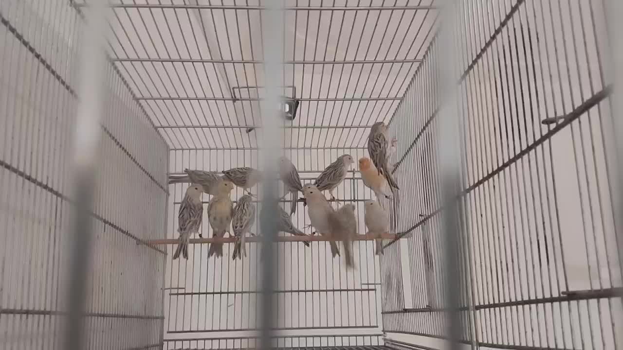 قناری توپاز موزاییکی اوریجنال|پرنده|سنقر, |دیوار