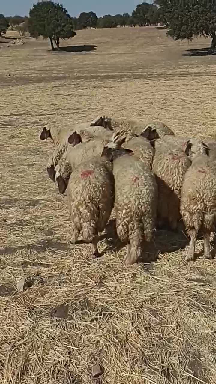 میش داشتی|حیوانات مزرعه|زرنه, |دیوار