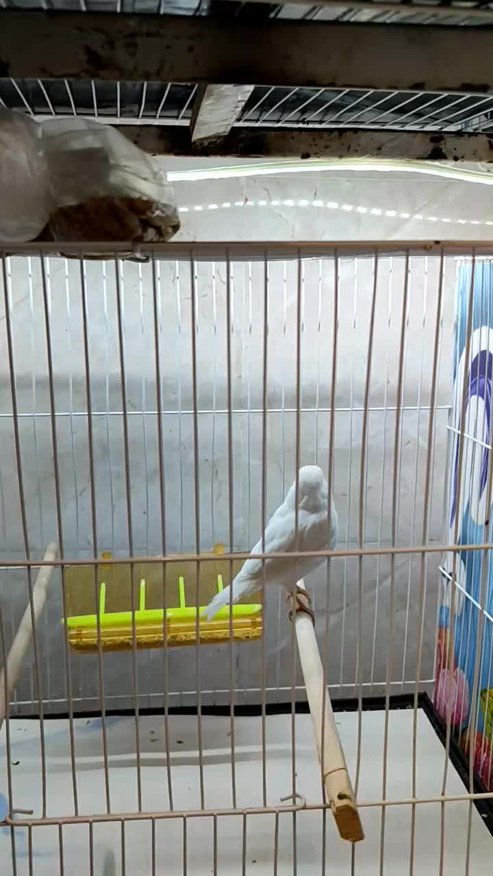 وایت فاکتور اورجینال|پرنده|خلیل آباد, |دیوار