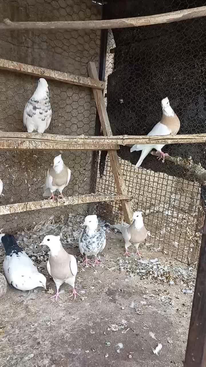 کبوتر طوقی کاکلی|پرنده|همدان, |دیوار