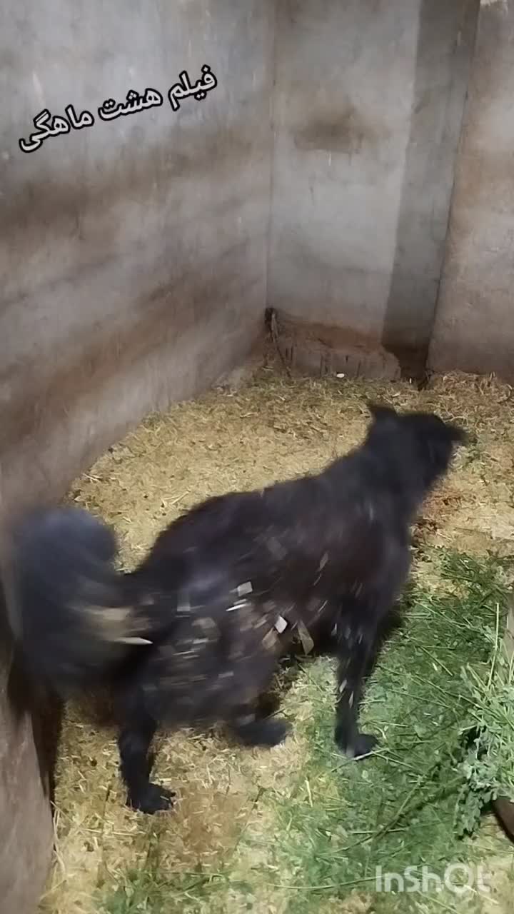 سگ قدرجونی|سگ|ابرکوه, |دیوار