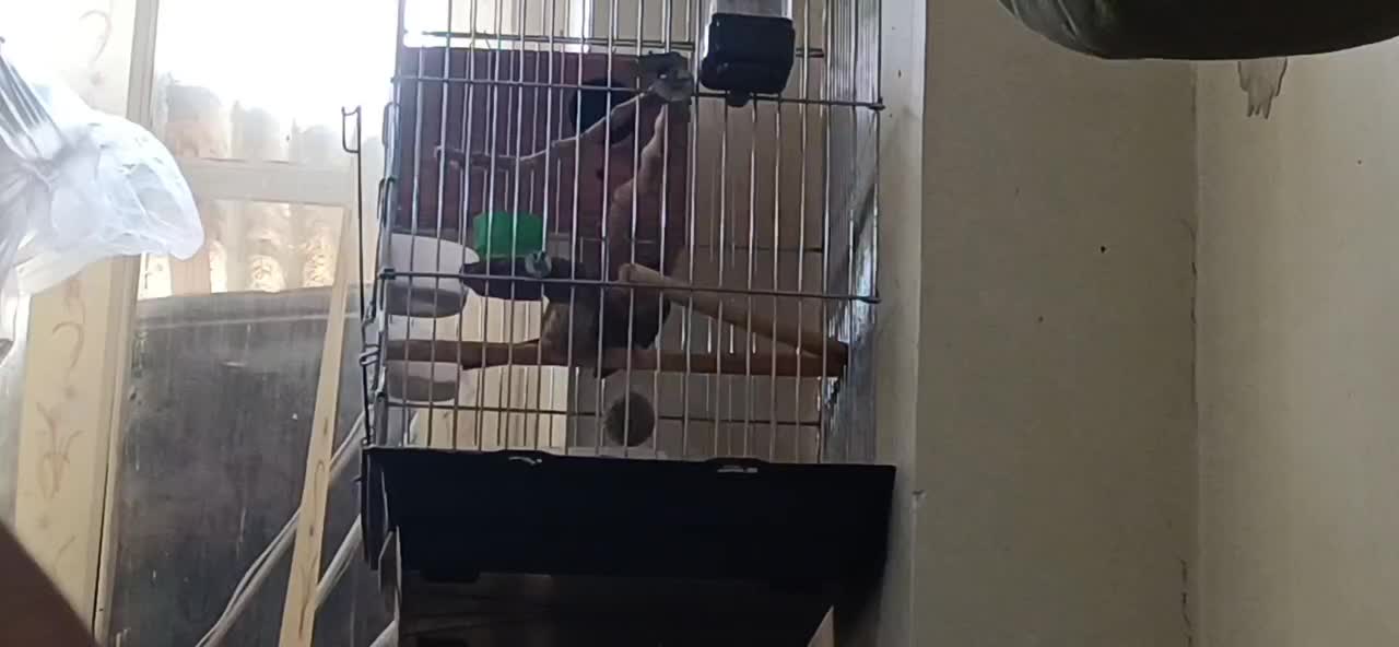 طوطی گرینچیک مولد|پرنده|خوی, |دیوار