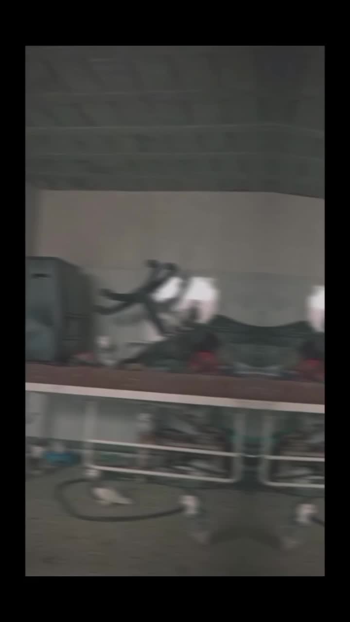 کبوتر دزدیده شد|حیوانات|یاسوج, |دیوار