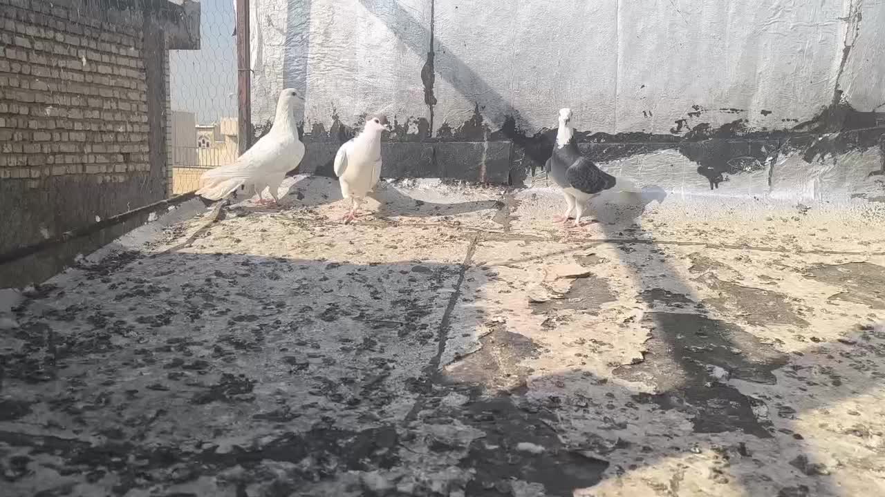 کفتر|پرنده|شیراز, شهرک کوثر|دیوار