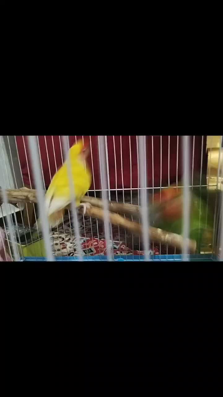 جفت طوطی برزیلی نر و ماده مولد|پرنده|اندیمشک, |دیوار