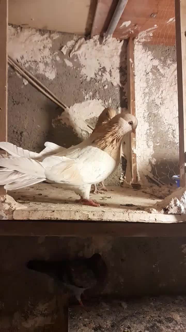 کفتر زردی|پرنده|نسیمشهر, |دیوار