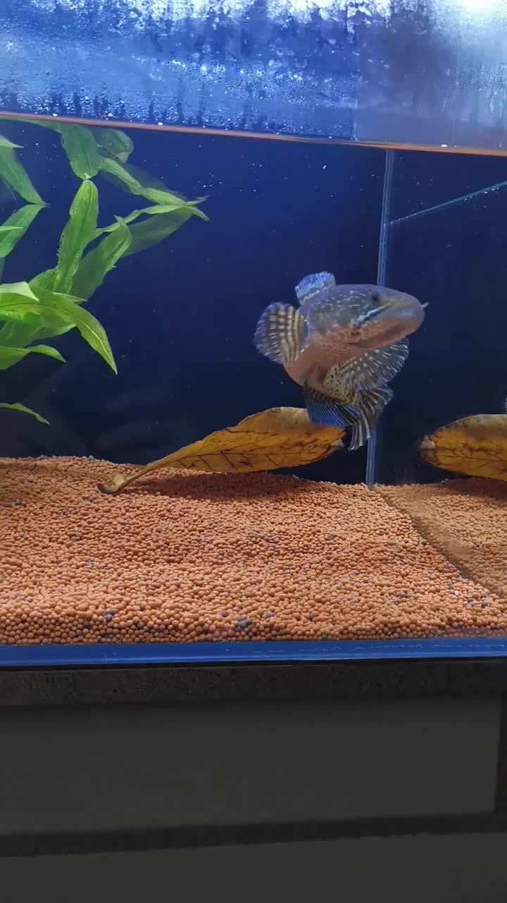 چانا گلدن کبری سینگل تانک|ماهی|مشهد, شهرک مهرگان|دیوار