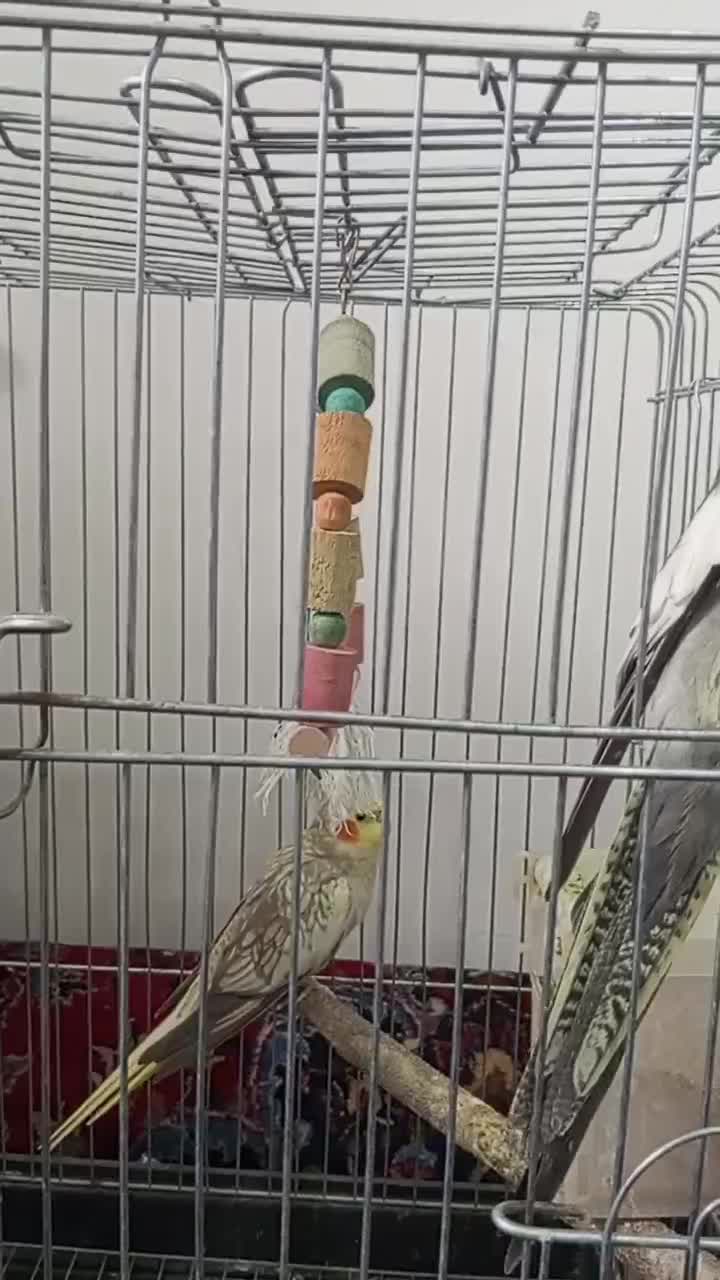 عروس هلندی نر و ماده|پرنده|شیرگاه, |دیوار