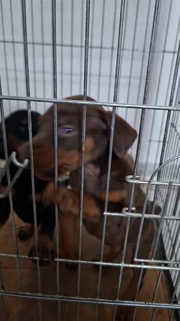 دبرمن|سگ|کاشان, شهرک فرهنگیان|دیوار