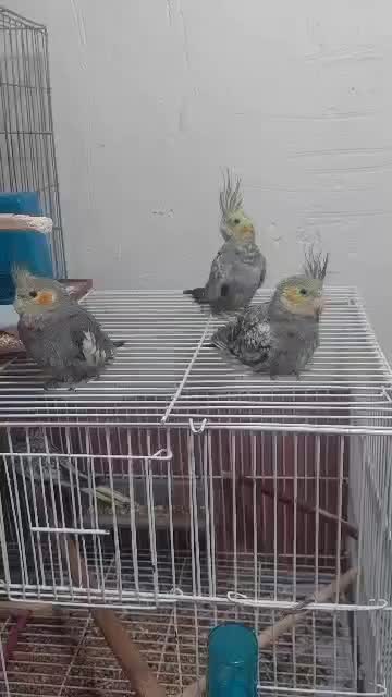 عروس‌هلندی|پرنده|بندر ماهشهر, |دیوار