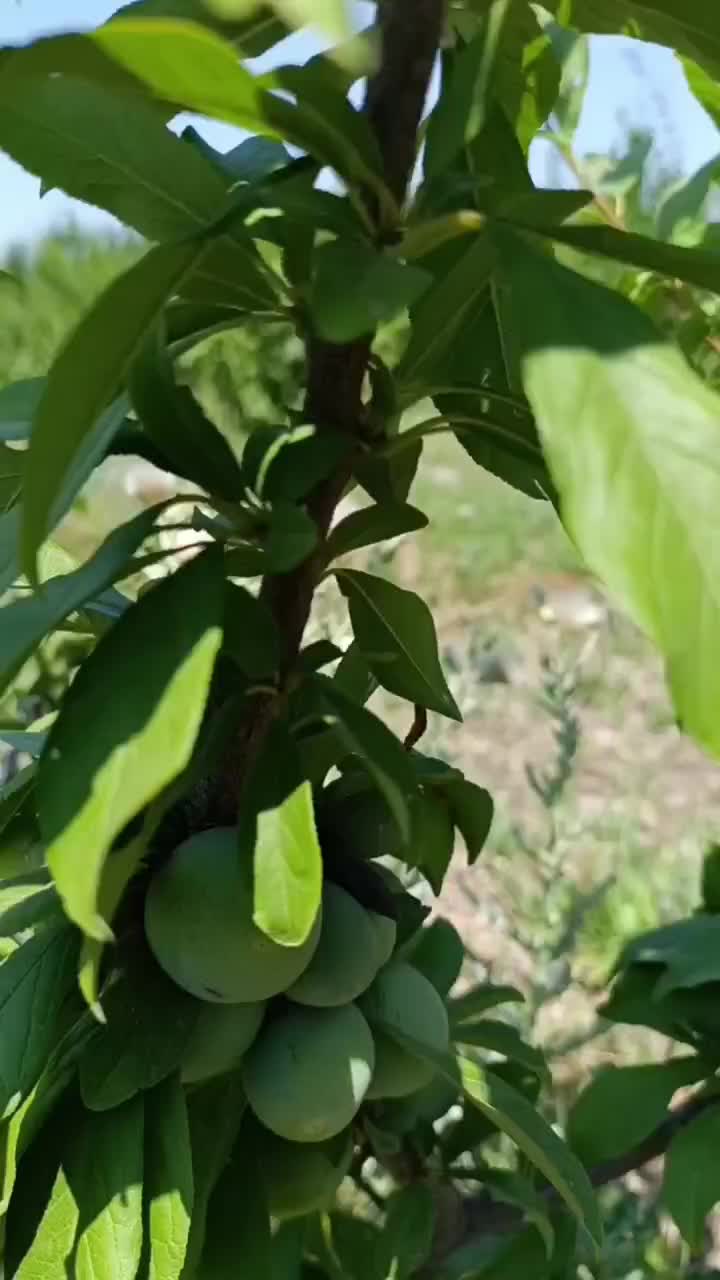 پیش فروش ارقام نهال درخت قطر دار شش ساله|خدمات باغبانی و درختکاری|تهران, جوادیه|دیوار
