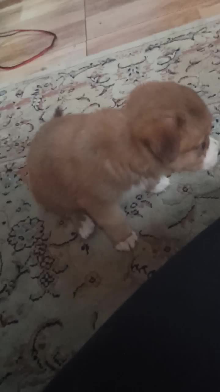 پامر|سگ|ملارد, |دیوار