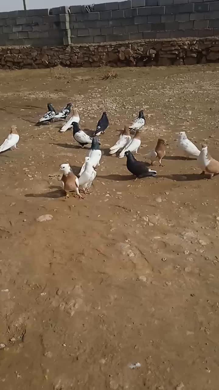 کله سینه|پرنده|آبکوه, |دیوار