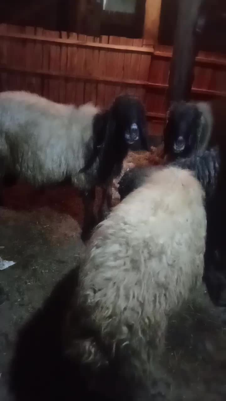 چهارراس قوچ قصابی وگوشتی|حیوانات مزرعه|سیلوانه, |دیوار