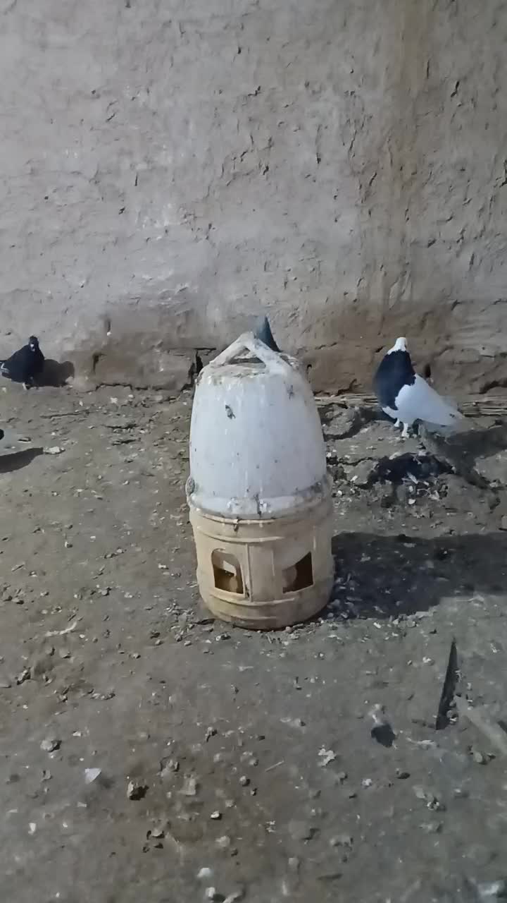 کفتر|پرنده|شیروان (خراسان), |دیوار