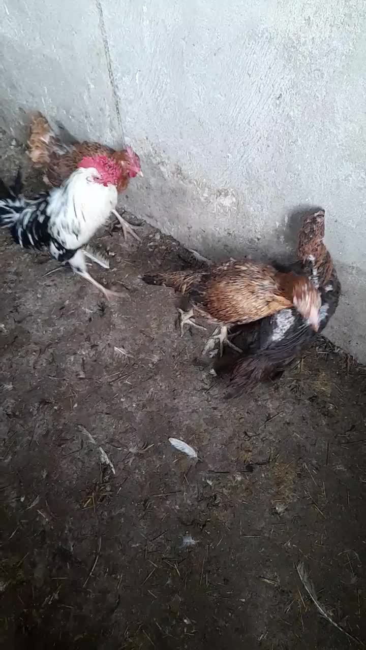 مرغ تخمگذار|حیوانات مزرعه|سهند, |دیوار