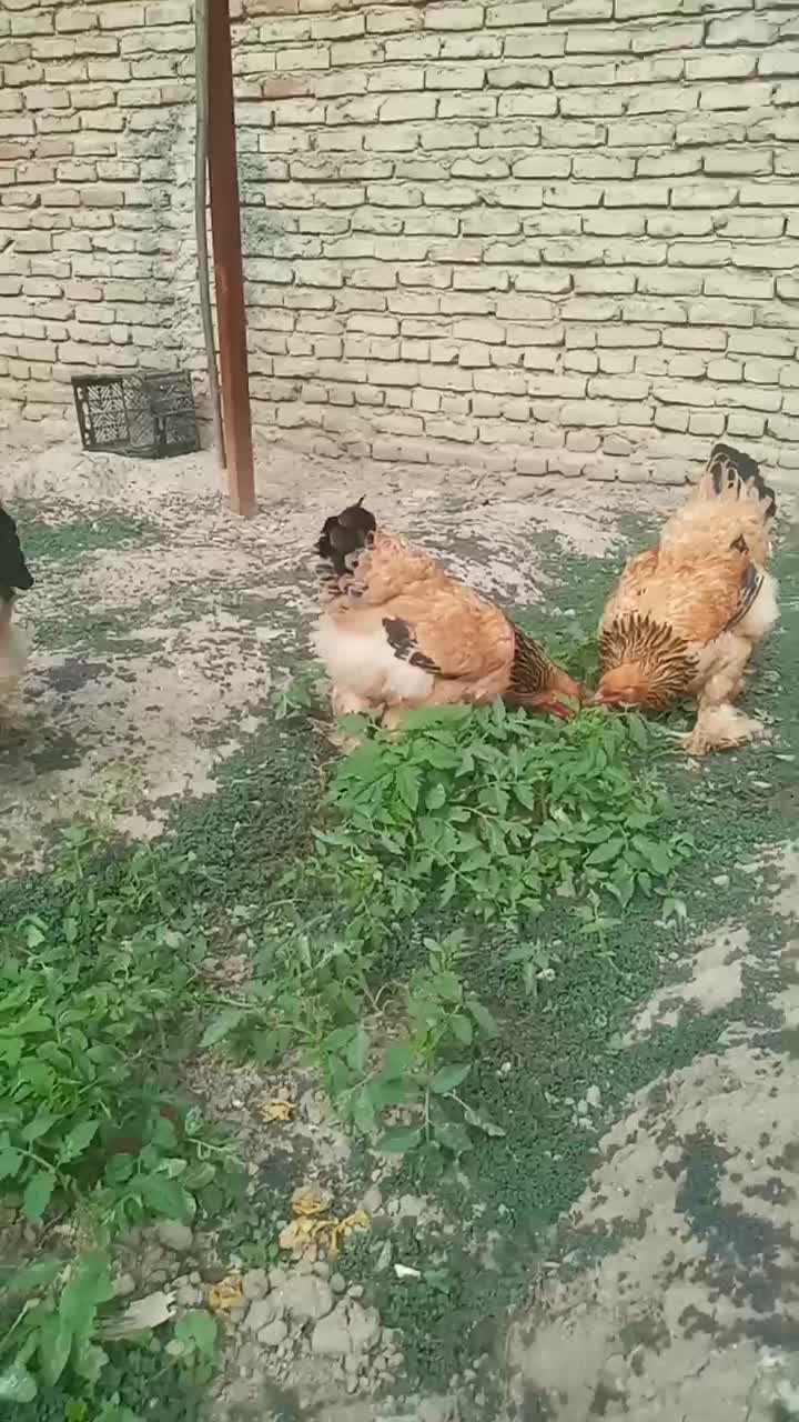 مرغ برهما بوف تخمگذار وارداتی|حیوانات مزرعه|نکا, |دیوار