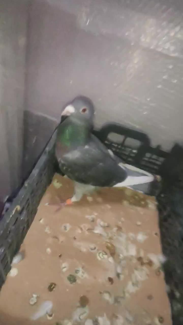 کفتر پلاکی  معاوضه با قلیان|پرنده|نقده, |دیوار