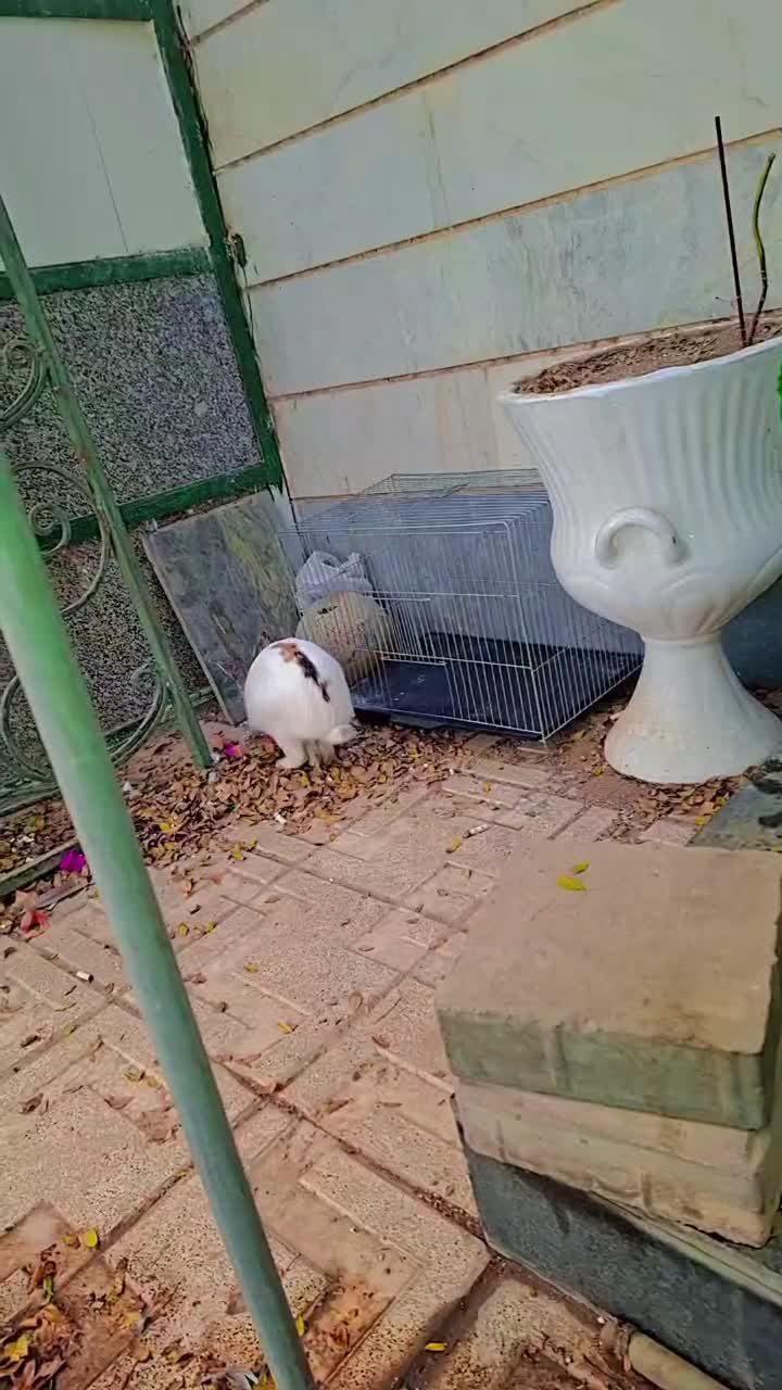 خرگوش بازی گوش|موش و خرگوش|تهران, افسریه شمالی|دیوار