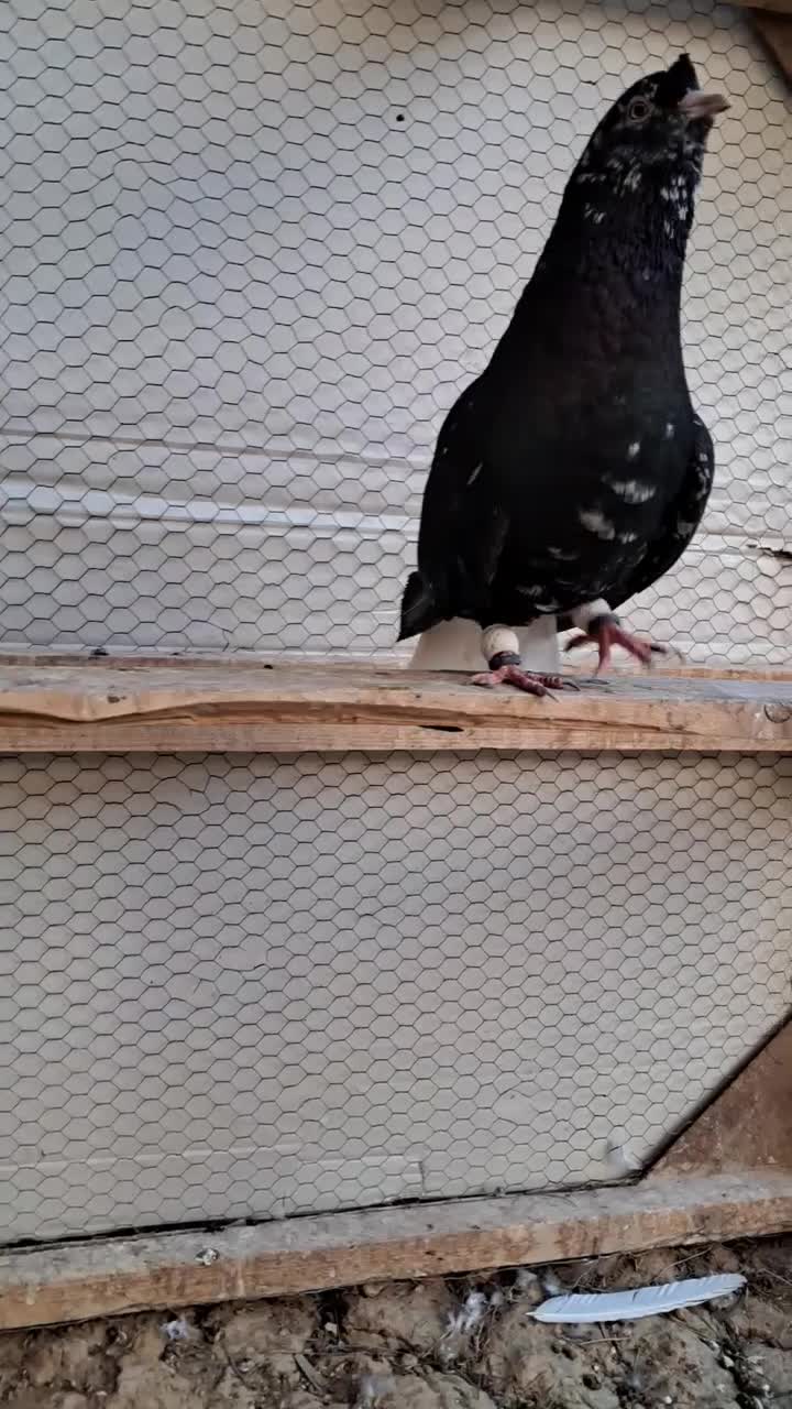 کبوتر سورو دم سفید|پرنده|شیراز, فرودگاه شهید دستغیب شیراز|دیوار