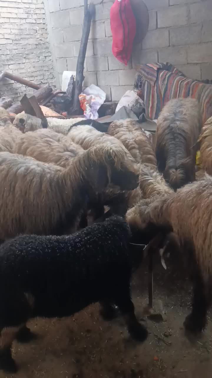 میش روزگاری|حیوانات مزرعه|گتوند, |دیوار