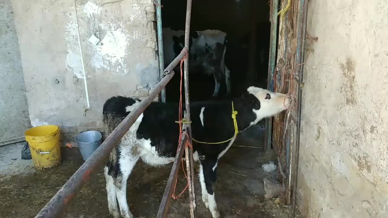 گاوشیر۲۰گوساله ماده|حیوانات مزرعه|اراک, |دیوار