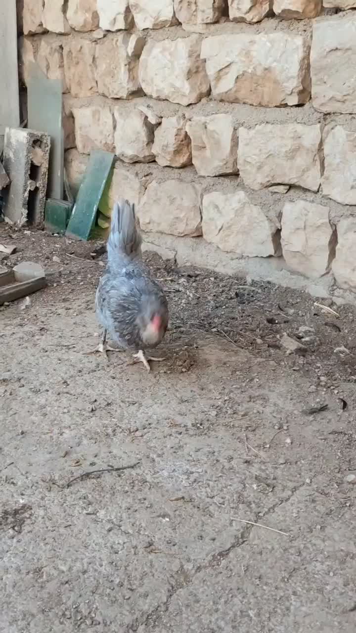 سه عدد مرغ طوسی گلین چهلتاج ریش کاکل|حیوانات مزرعه|تهران, جوادیه|دیوار