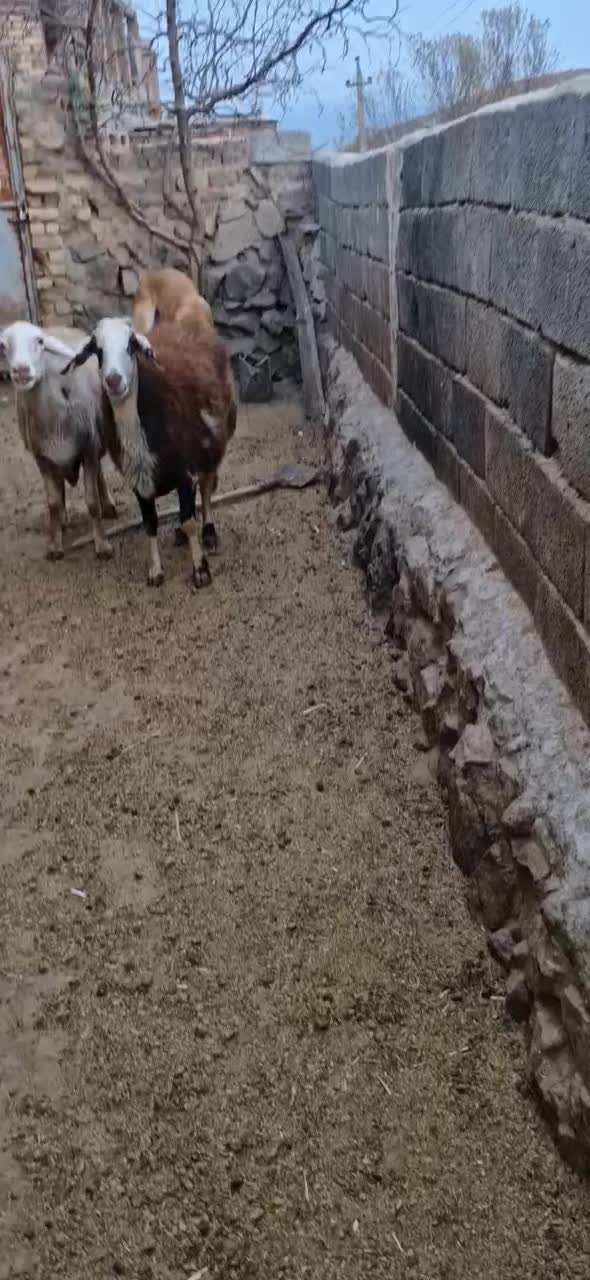 دوراس میش پلنگی|حیوانات مزرعه|بروجرد, |دیوار