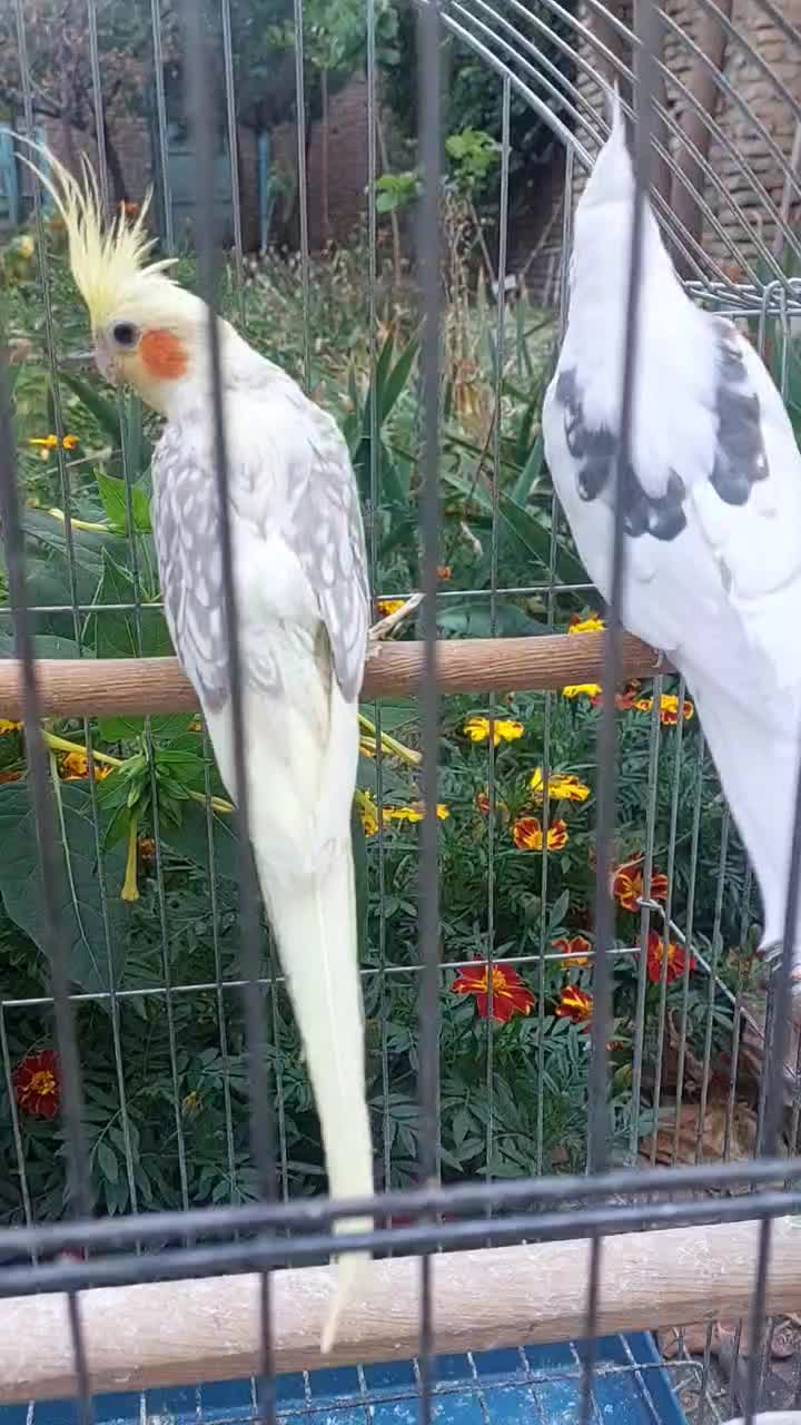 عروس هلندی مولد با سه جوجه سه هفته ای|پرنده|اهر, |دیوار