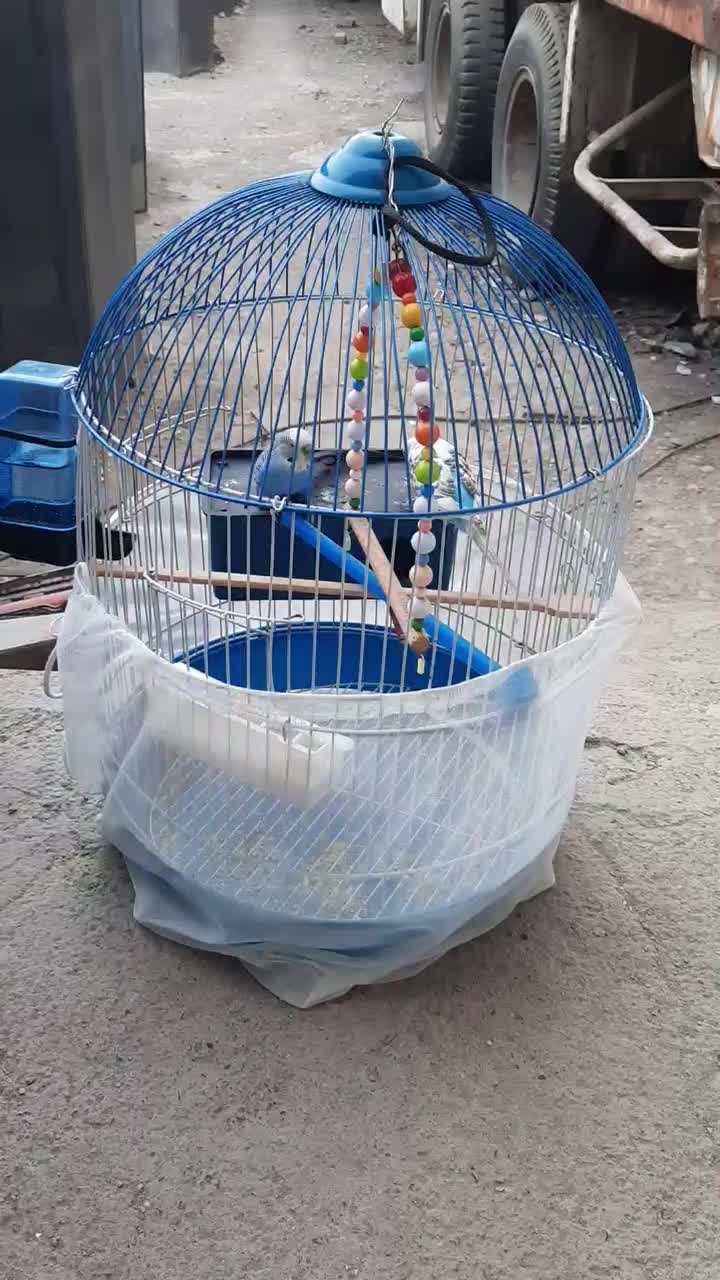 یک جفت مرغ عشق مولدهمراه با قفس|پرنده|رباط‌کریم, نصیرشهر|دیوار