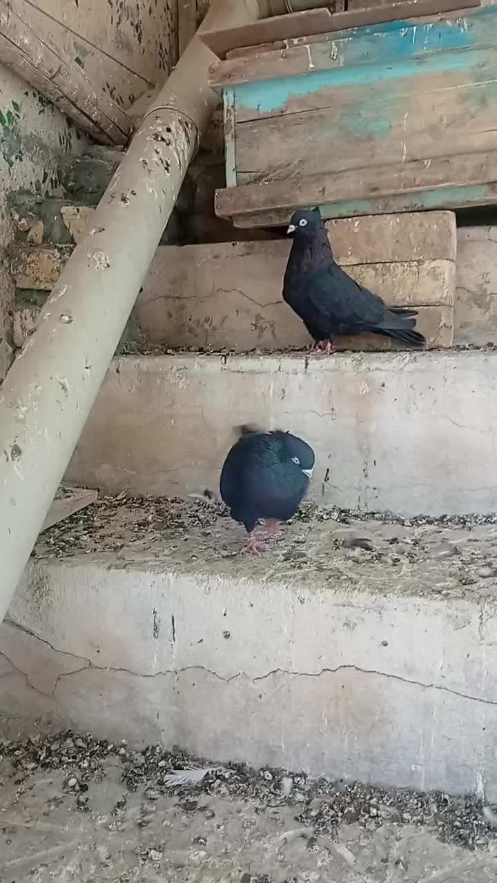 یه جفت کبوتر زاغ|پرنده|سمیرم, |دیوار