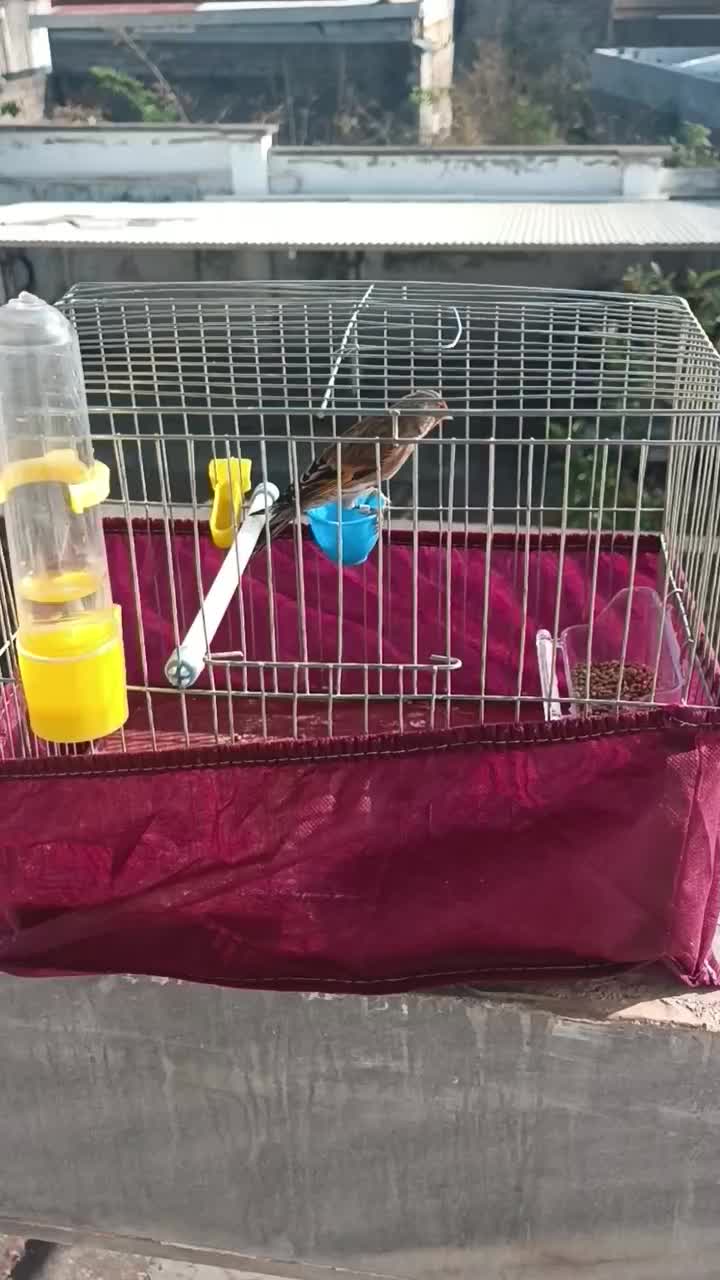 جوجه سهره قناری|پرنده|بندر انزلی, جهانگانی|دیوار