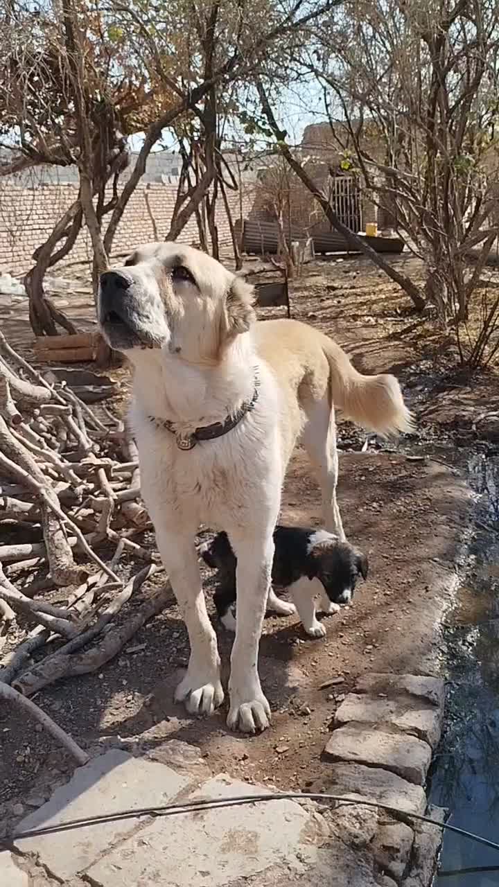 سگ گله نر|سگ|رفسنجان, |دیوار