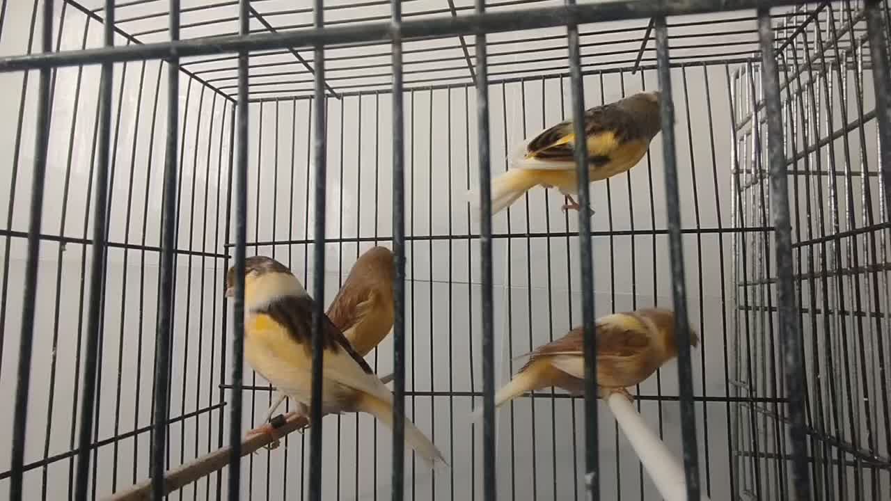 گلاستر|پرنده|گناباد, |دیوار