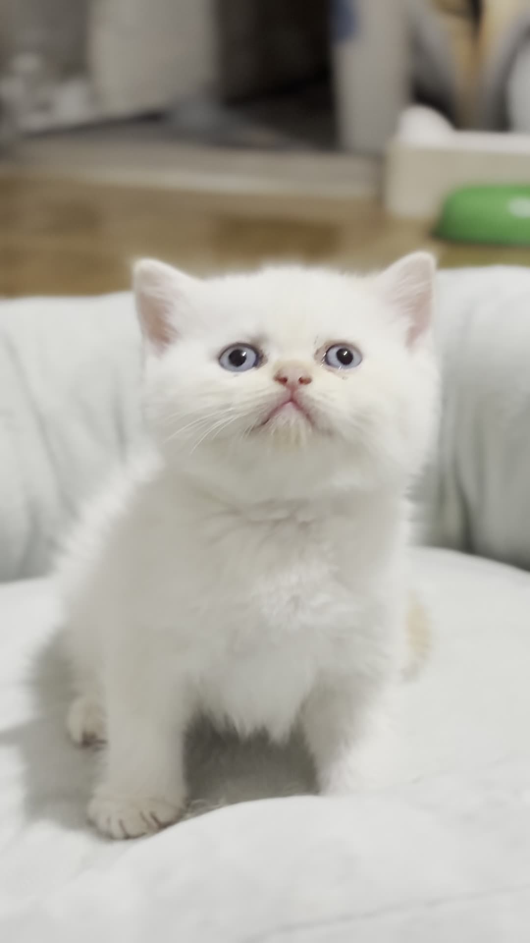 بریتیش شورت هیر|گربه|رشت, منظریه|دیوار