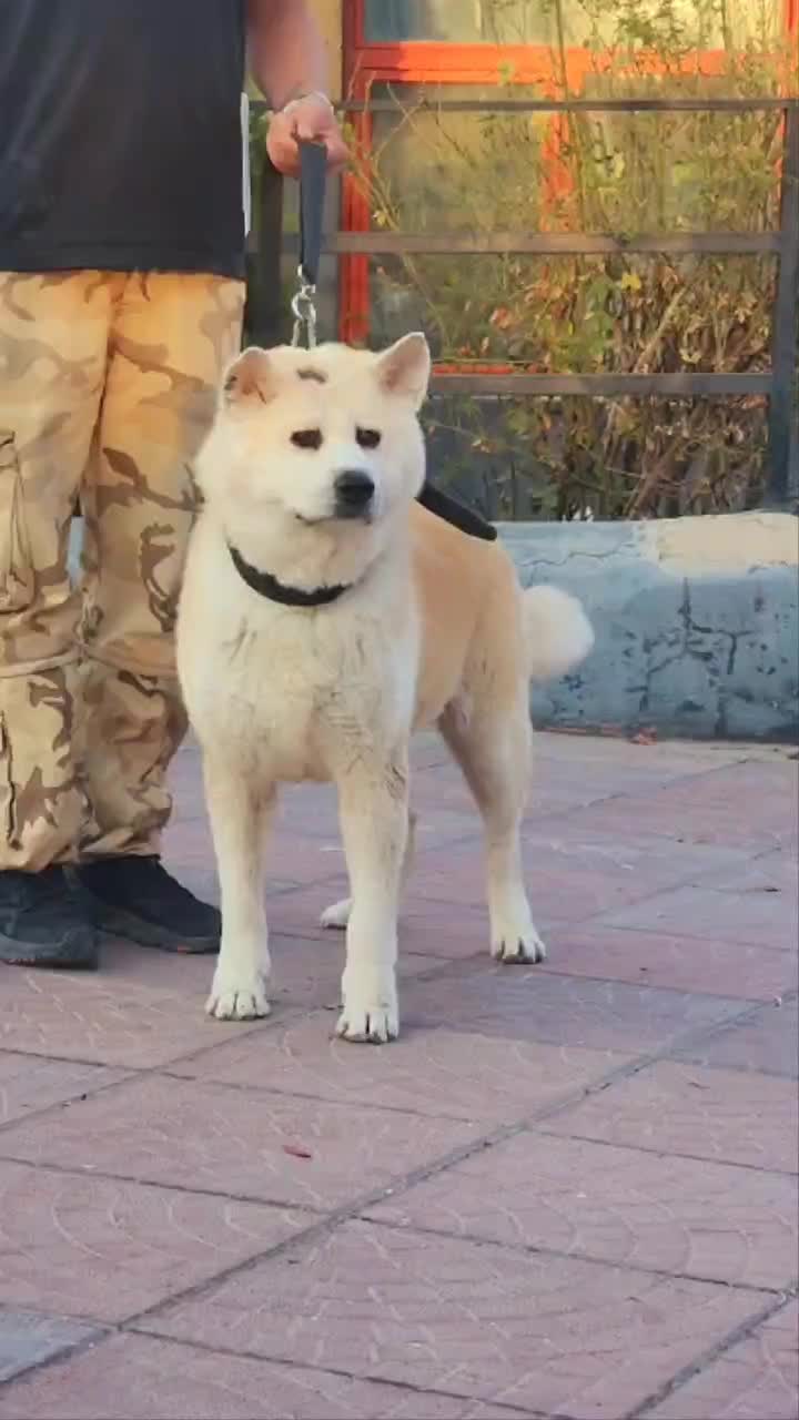 اکیتا ژاپنی|سگ|بومهن, |دیوار