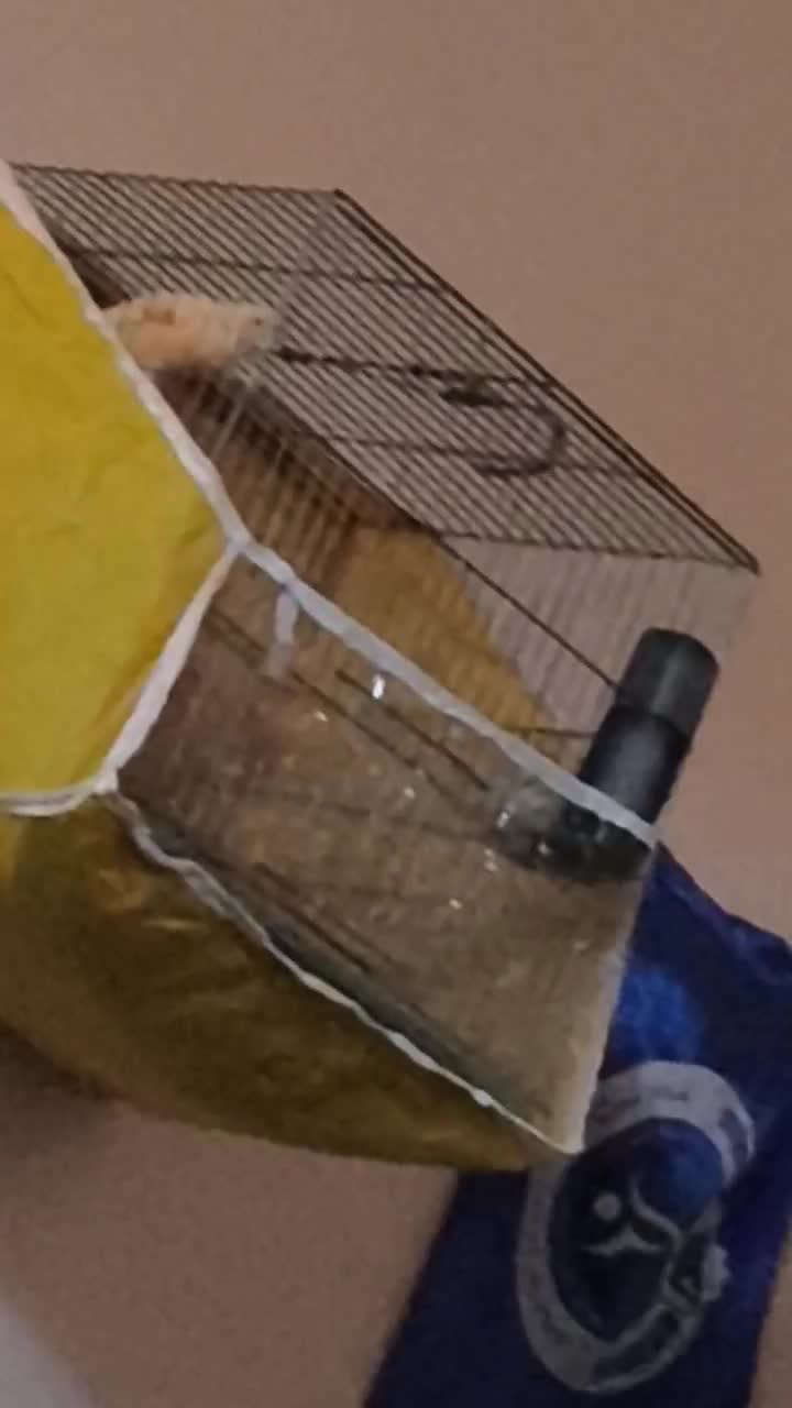 قناری|پرنده|سیرجان, |دیوار