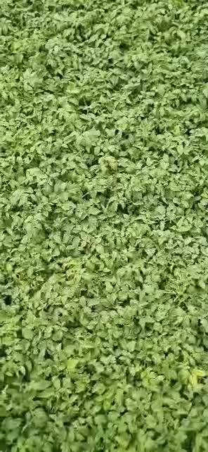 (نشاء گوجه بادمجان)|خدمات باغبانی و درختکاری|جیرفت, |دیوار