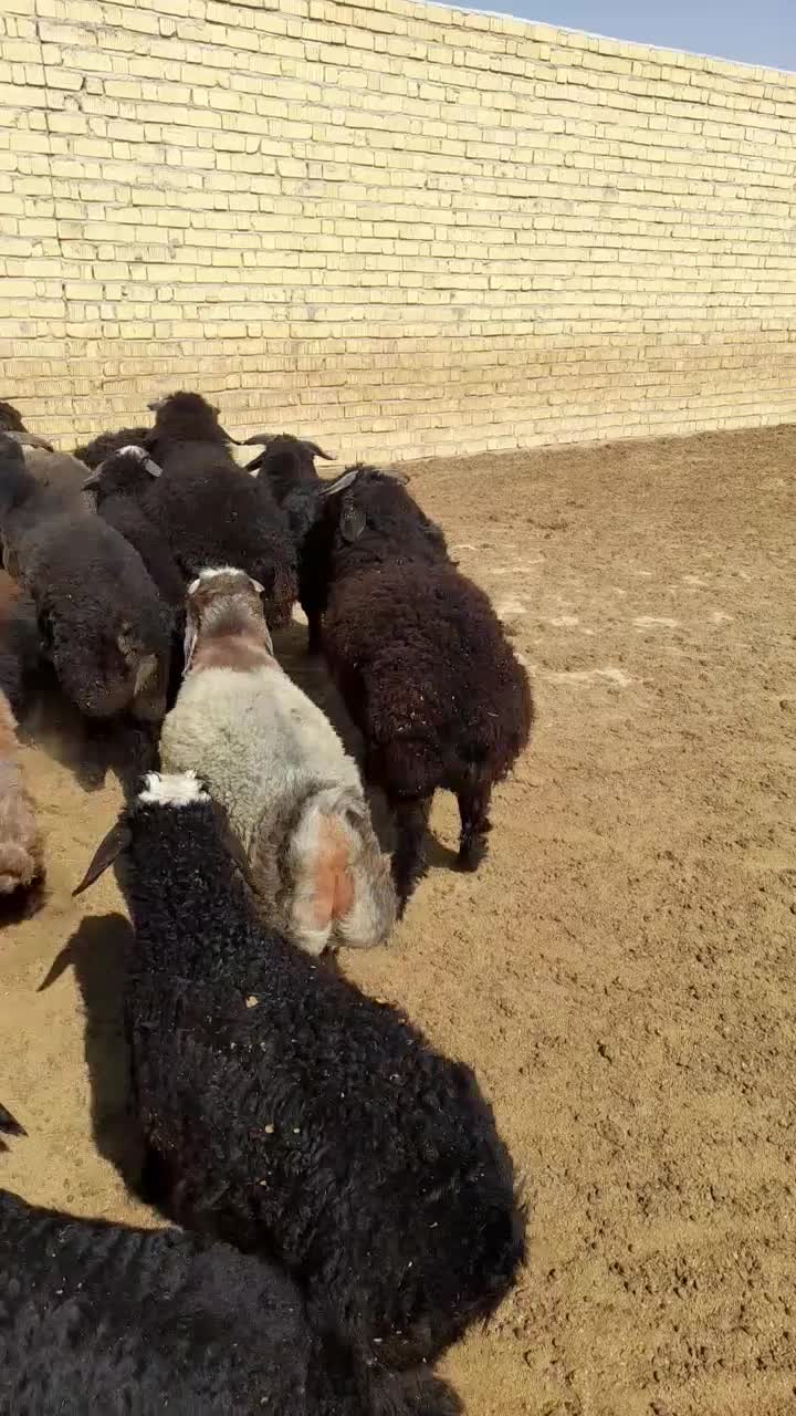 بره میش بز|حیوانات مزرعه|شیراز, بازار|دیوار