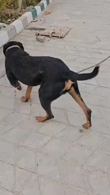 واگذاری سگ روتوایلر|سگ|ارومیه, |دیوار