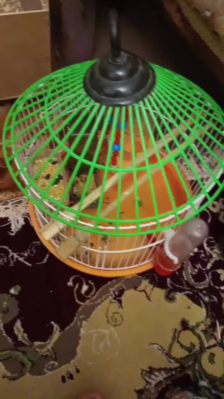 یک جفت عروس هلندی فول اهلی و سخنگو|پرنده|سهند, |دیوار