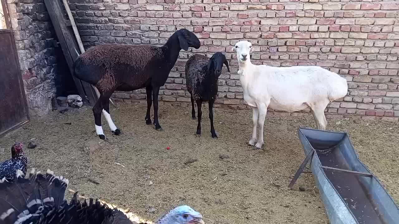 میش چینی|حیوانات مزرعه|زاهدان, |دیوار