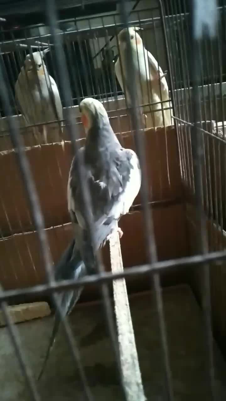 عروس هلندی|پرنده|رشت, منظریه|دیوار