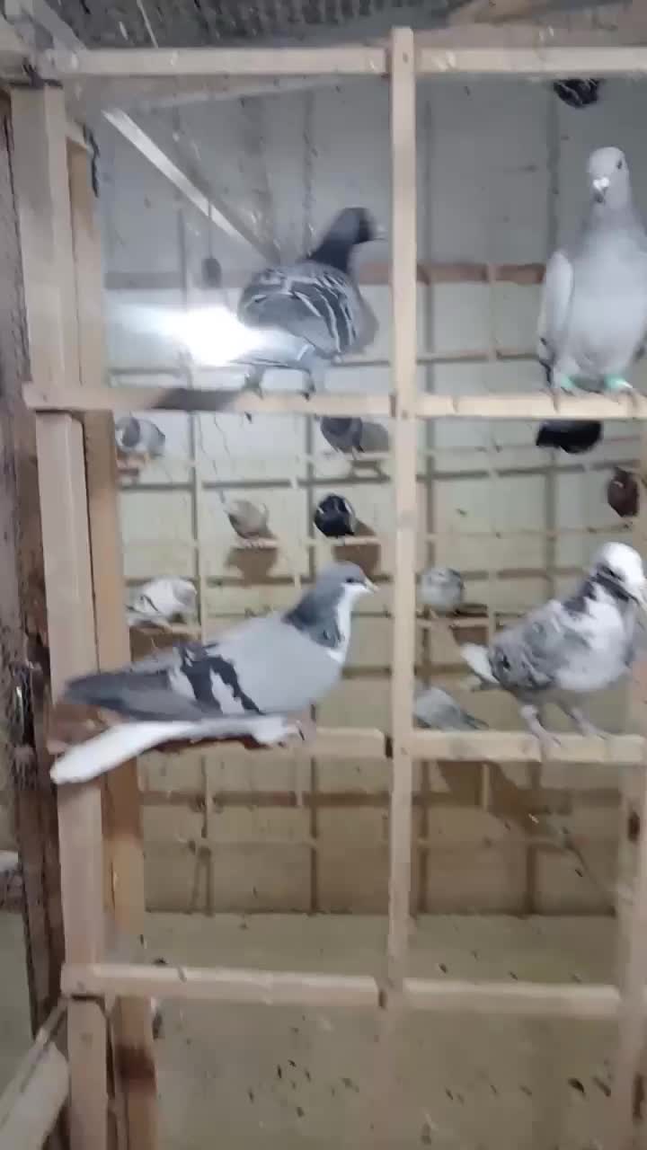 کبوتر|پرنده|دشتابی, |دیوار