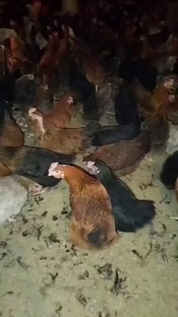 ۹۰۰ عدد مرغ تخمگذار وزن ۲ کیلو|حیوانات مزرعه|رشت, فلسطین|دیوار