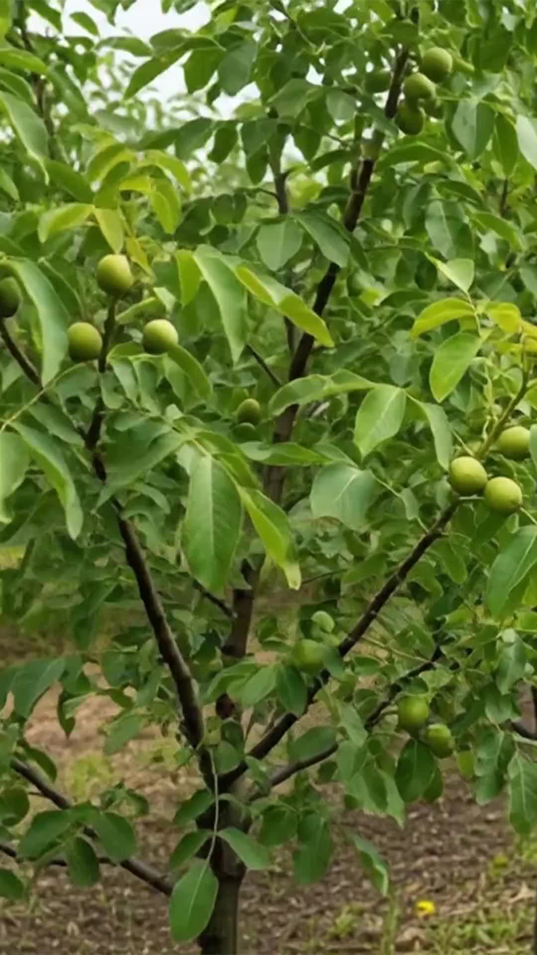 شروع سوددهی فوری با نهال گردو پربازده موجودی محدود|خدمات باغبانی و درختکاری|اصفهان, قلعه طبره|دیوار