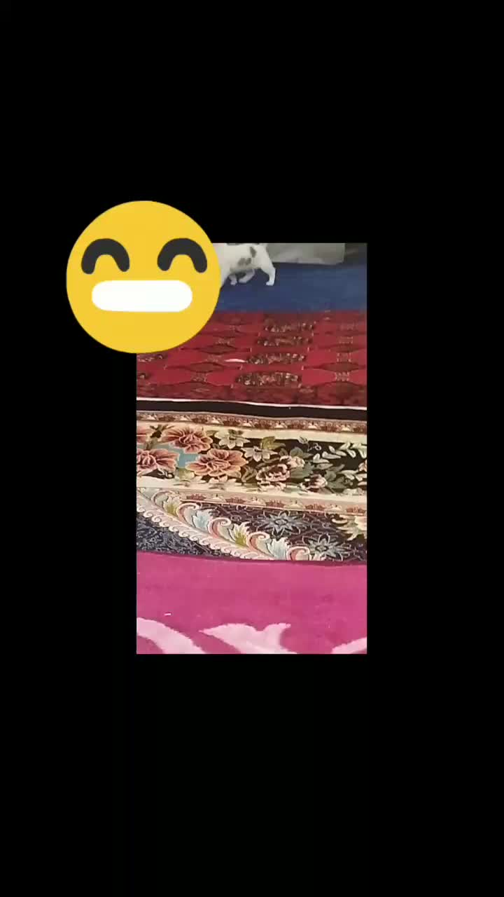 تدی|سگ|تایباد, |دیوار