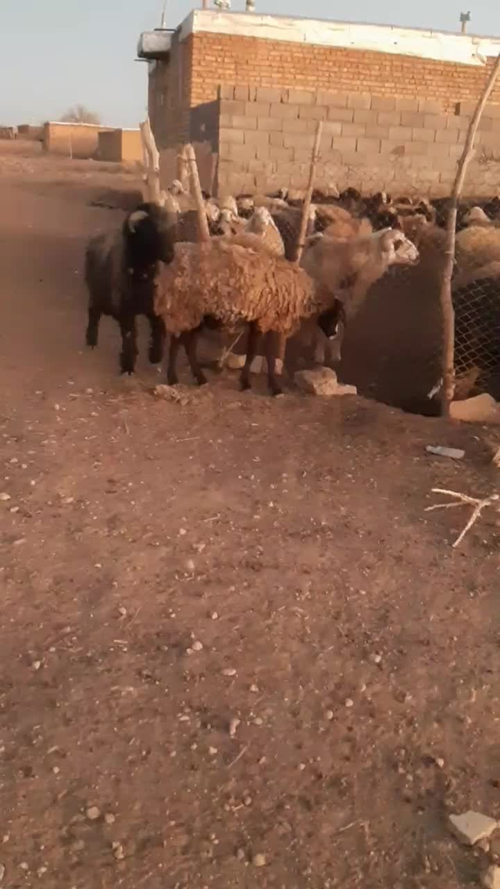 فروش کوه قوچ ته سیاه شاخی میش رون. بره .بز|حیوانات مزرعه|شیراز, گویم|دیوار